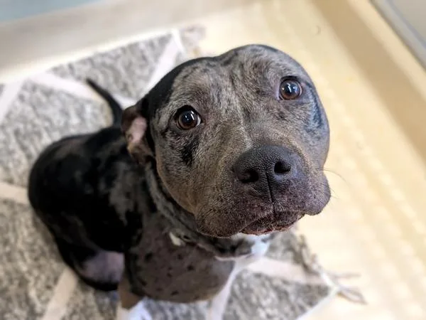 Ginger Spice thumbnail 3