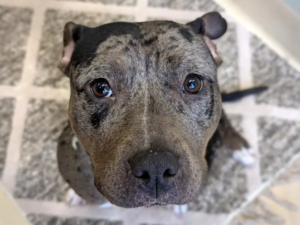 Ginger Spice thumbnail 4