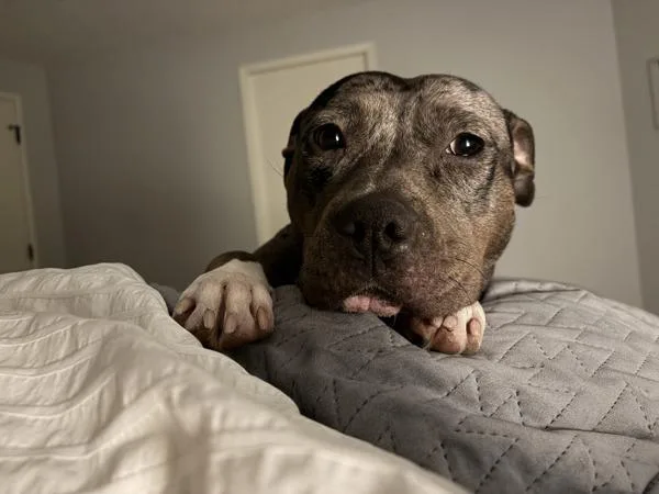 Ginger Spice thumbnail 5