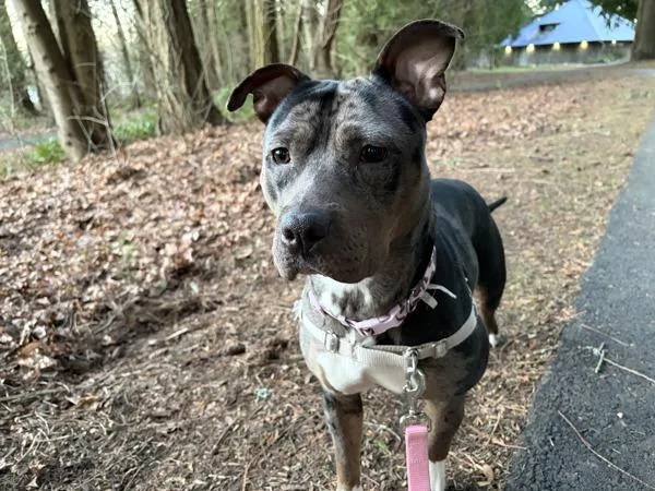 Ginger Spice thumbnail 6