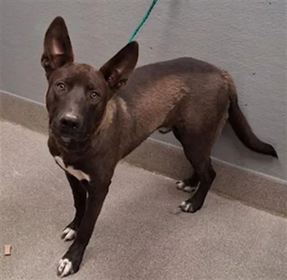 A young large-sized male Belgian Shepherd / Malinois dog named Chopper for adoption in Las Vegas, NV