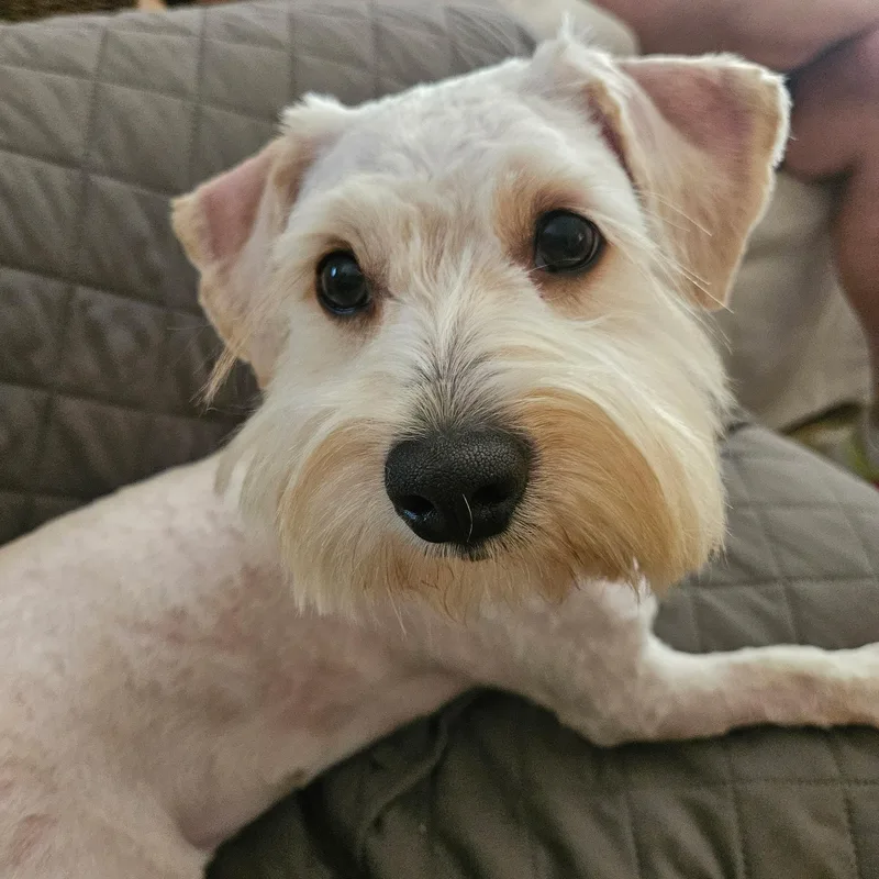 A baby small-sized male White / Cream Morkie dog named Teddy for adoption in Lafayette, CA