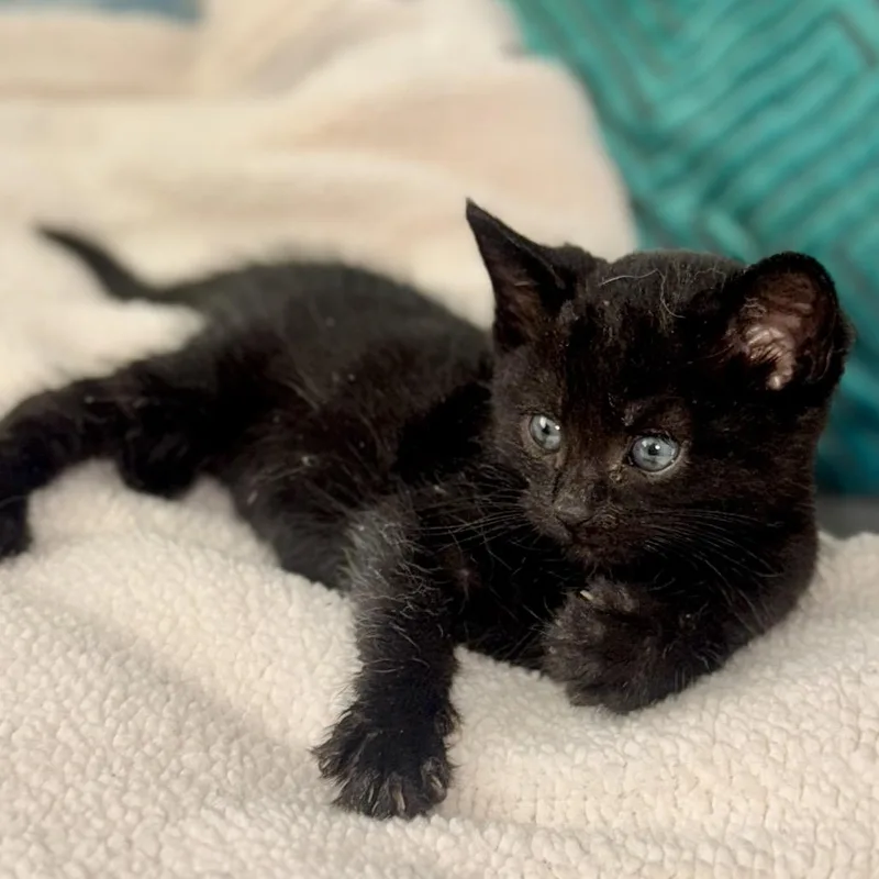 A baby small-sized male Black Domestic Short Hair cat named Void for adoption in Long Beach, CA