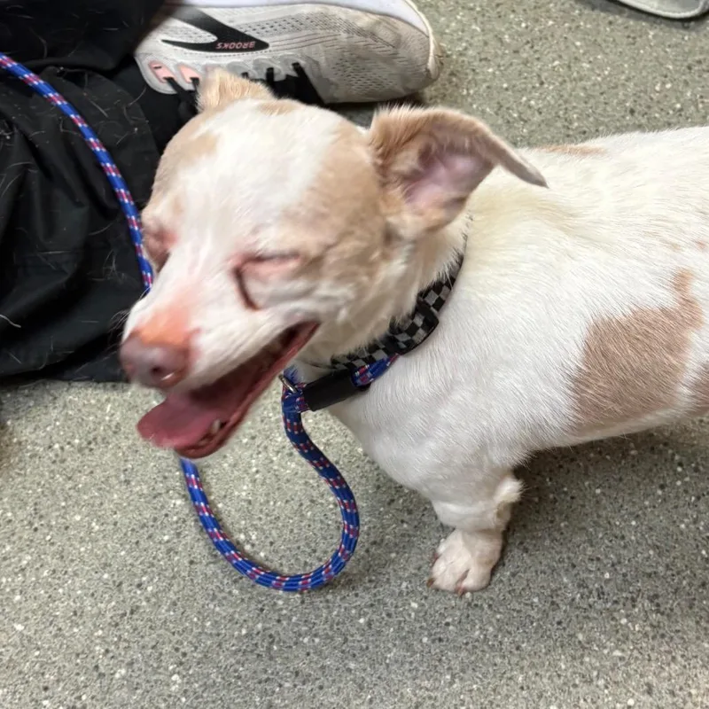 An adult small-sized male White / Cream Chihuahua dog named Coconut for adoption in Wilmington, DE
