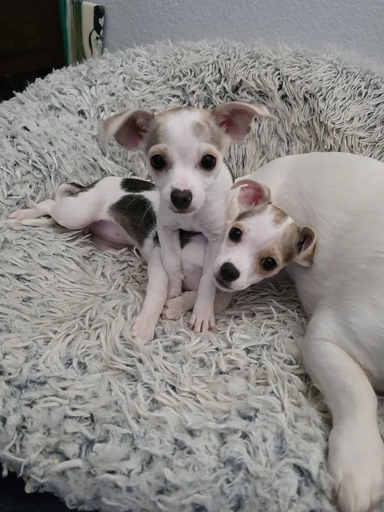 A baby small-sized female Chihuahua dog named Delores for adoption in Santa Rosa, CA