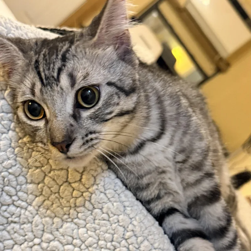 A baby medium-sized male Tabby (Gray / Blue / Silver) Domestic Short Hair cat named Niko for adoption in Liverpool, TX