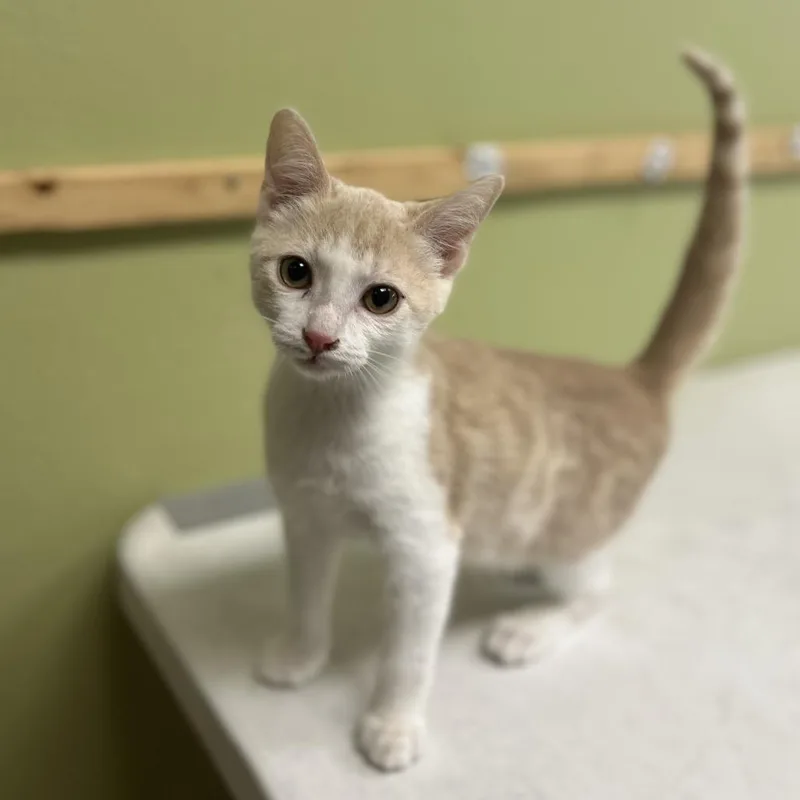 A baby small-sized male Cream / Ivory Domestic Short Hair cat named Cogsworth for adoption in Kyle, TX