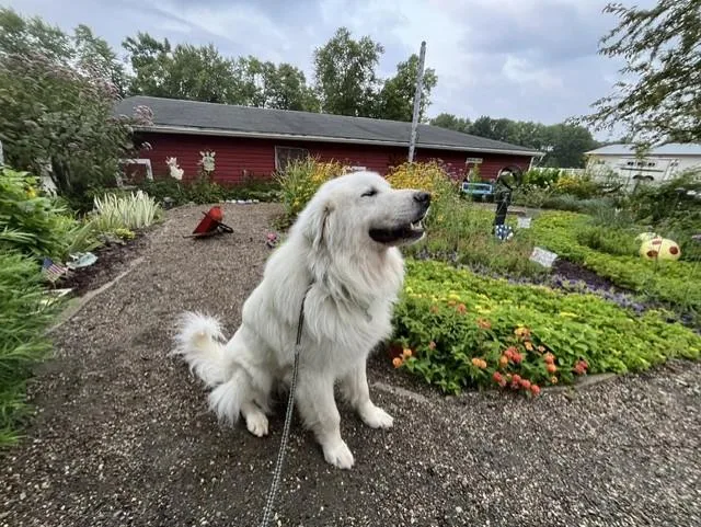 An adult large-sized male White / Cream Great Pyrenees dog named Sully for adoption in Grosse Ile, MI