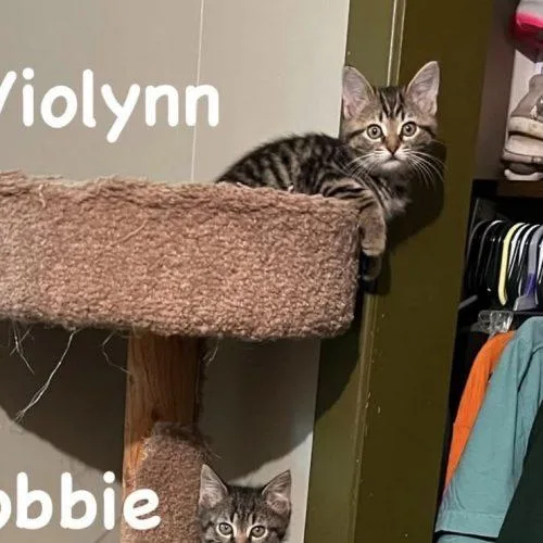 A baby small-sized female Tabby (Gray / Blue / Silver) Domestic Short Hair cat named Violynn for adoption in Knoxville, TN