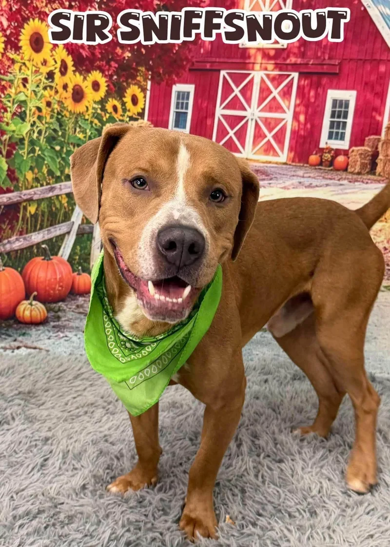 An adult medium-sized male Mixed Breed dog named Sir Sniffsnout for adoption in Flint, MI