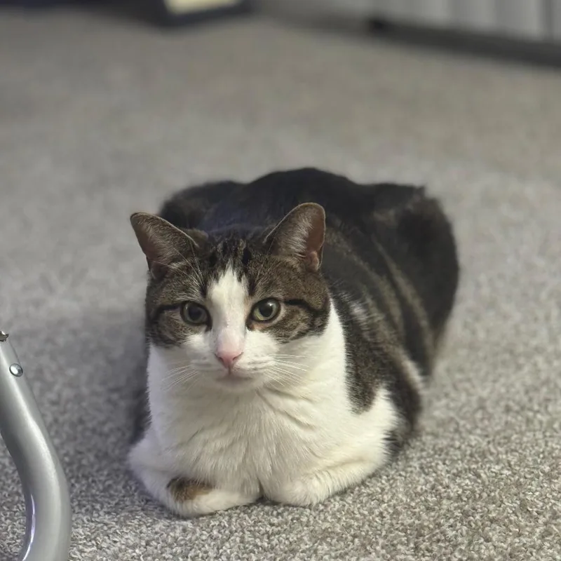 An adult medium-sized male Brown / Chocolate Domestic Short Hair cat named Meech for adoption in Bristol, IN