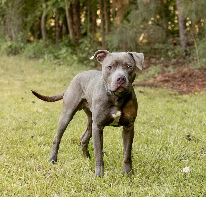 An adult medium-sized male Mixed Breed dog named Ellis for adoption in Durham, NC