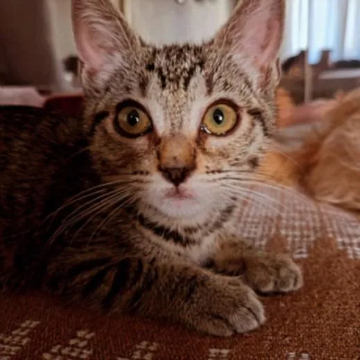 A baby medium-sized female Domestic Short Hair cat named Delilah for adoption in Los Angeles, CA