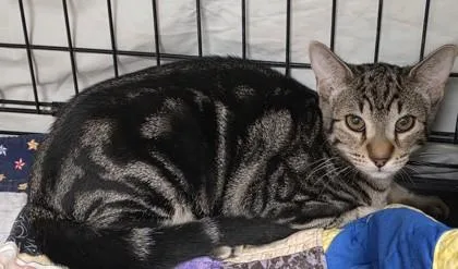 A young small-sized male Domestic Short Hair cat named Bourbon for adoption in Phoenix, AZ