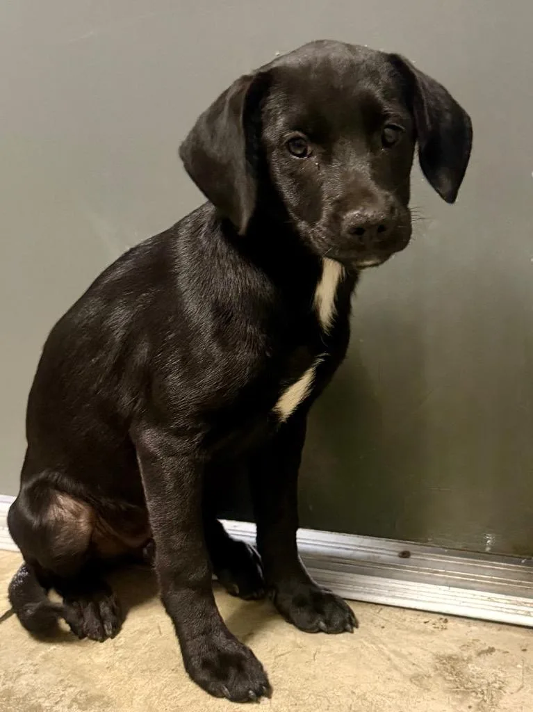 A baby large-sized female Mixed Breed dog named Penny for adoption in Henderson, NC