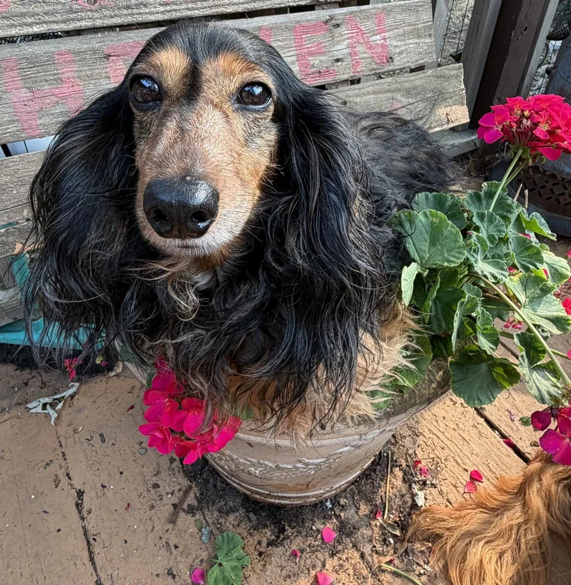 An adult medium-sized female Dachshund dog named Tara for adoption in Sioux Falls, SD