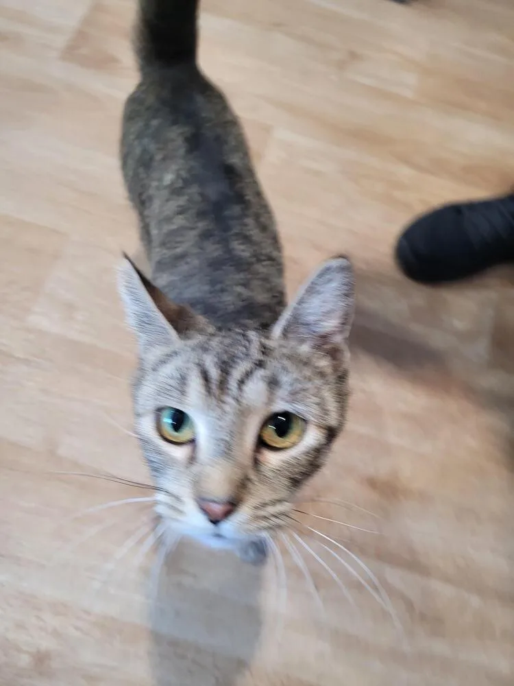 An adult small-sized female Tabby (Brown / Chocolate) Domestic Short Hair cat named Tilly for adoption in Linton, IN