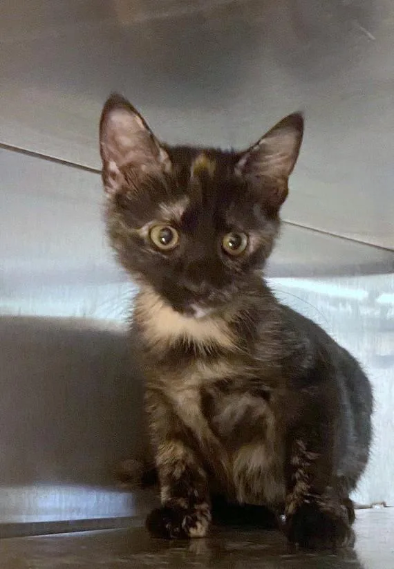 A baby medium-sized female Tortoiseshell cat named Sabrina A for adoption in Plano, TX
