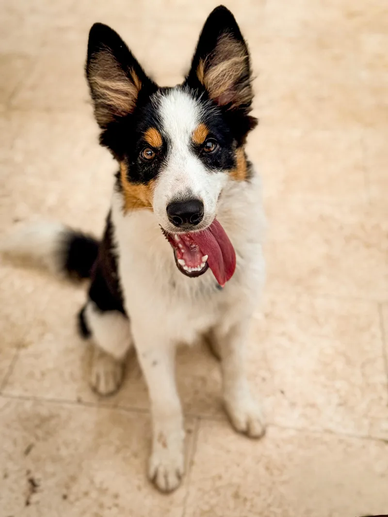 A young medium-sized male Tricolor (Brown, Black, & White) Border Collie dog named Jazzy  TRAINED PUPPY for adoption in Miami, FL