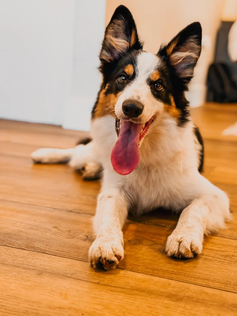 Jazzy  TRAINED PUPPY thumbnail 2