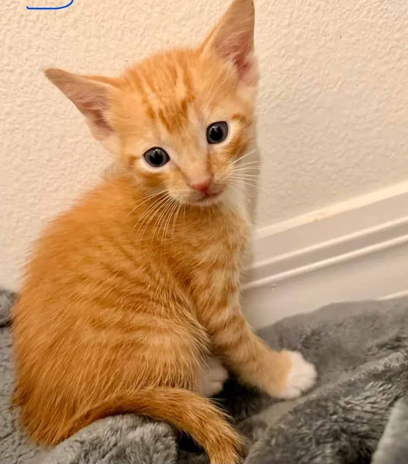 A baby medium-sized male Domestic Short Hair cat named Scout for adoption in Tampa, FL
