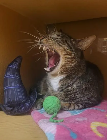 Levi  Lvmi thumbnail 2