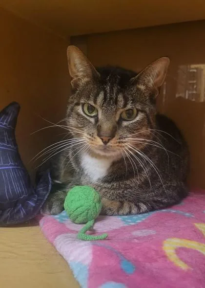 Levi  Lvmi thumbnail 3