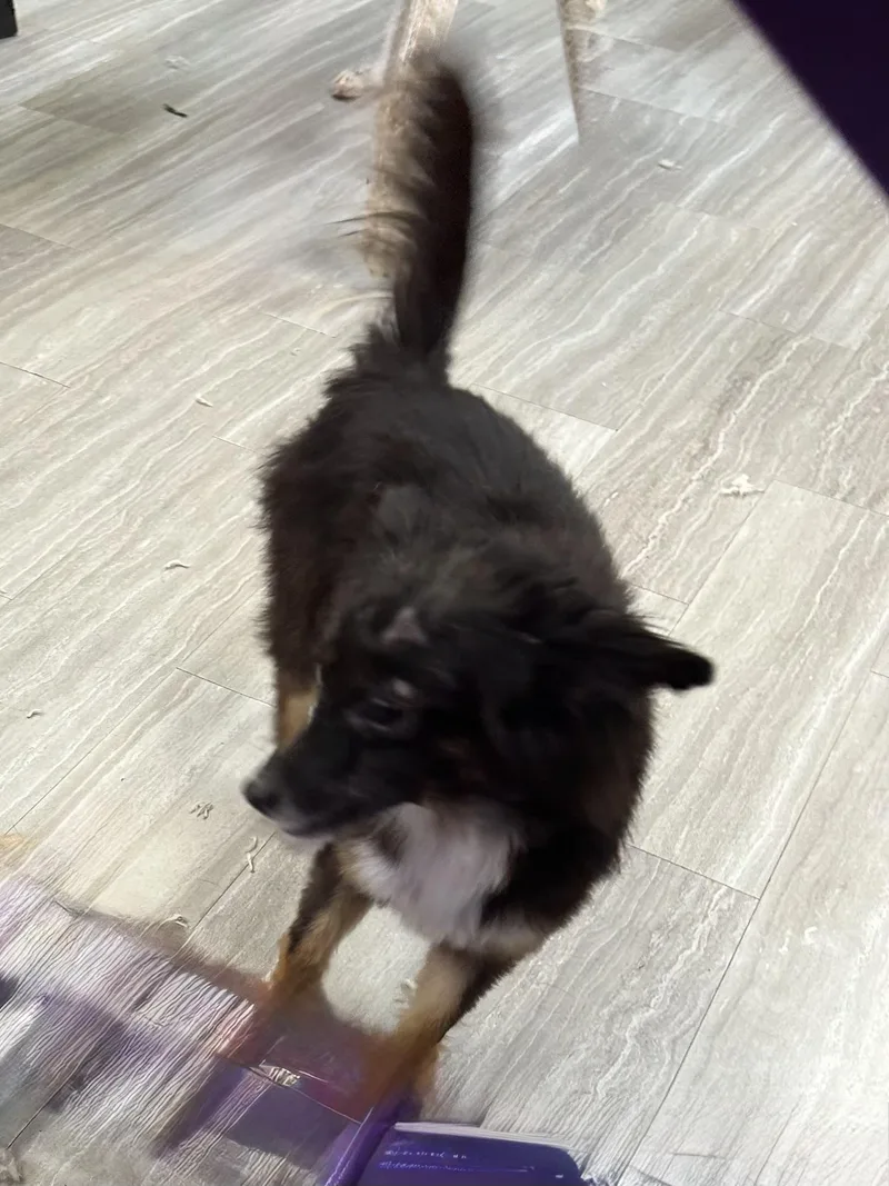 An adult small-sized male Black Chihuahua dog named Tangi for adoption in Baker, LA