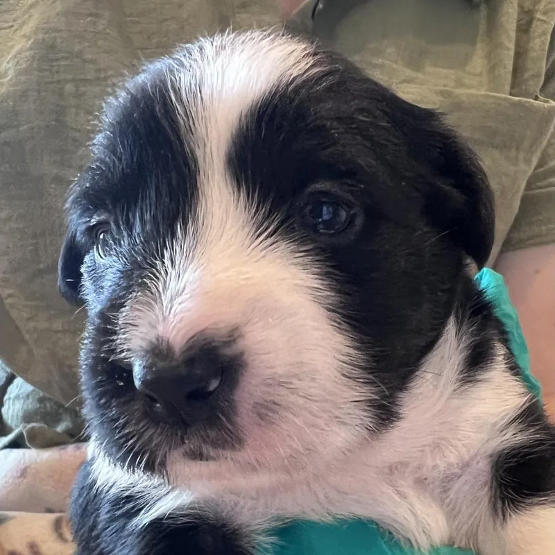 A baby medium-sized female Black Hound dog named #7 (Pattypan) for adoption in Chicago, IL