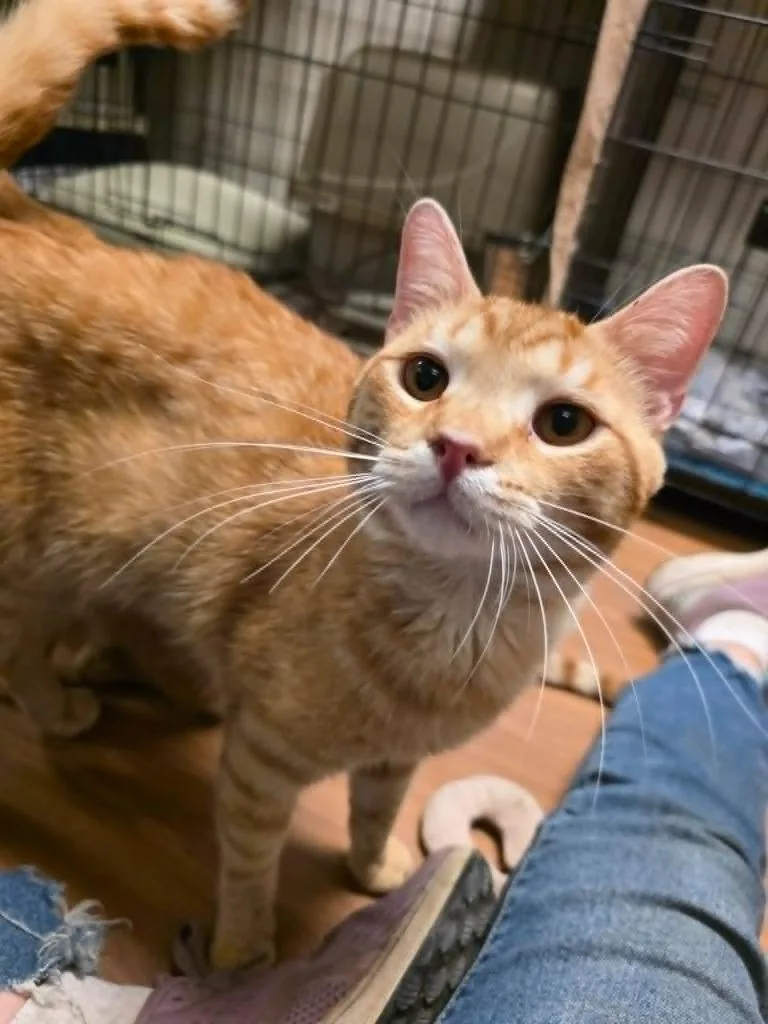 A young medium-sized male Domestic Short Hair cat named Seth for adoption in Sprakers, NY