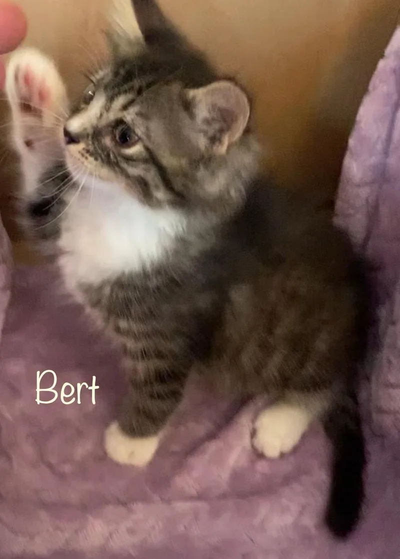 Bert
