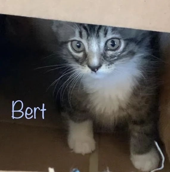 Bert thumbnail 2