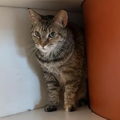 An adult medium-sized female Brown / Chocolate Domestic Short Hair cat named Holly for adoption in Bentonville, AR