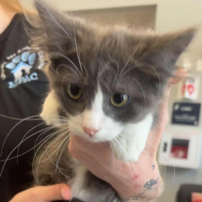 A baby small-sized male Buff / Tan / Fawn Domestic Short Hair cat named Tuxedo for adoption in Marshall, TX