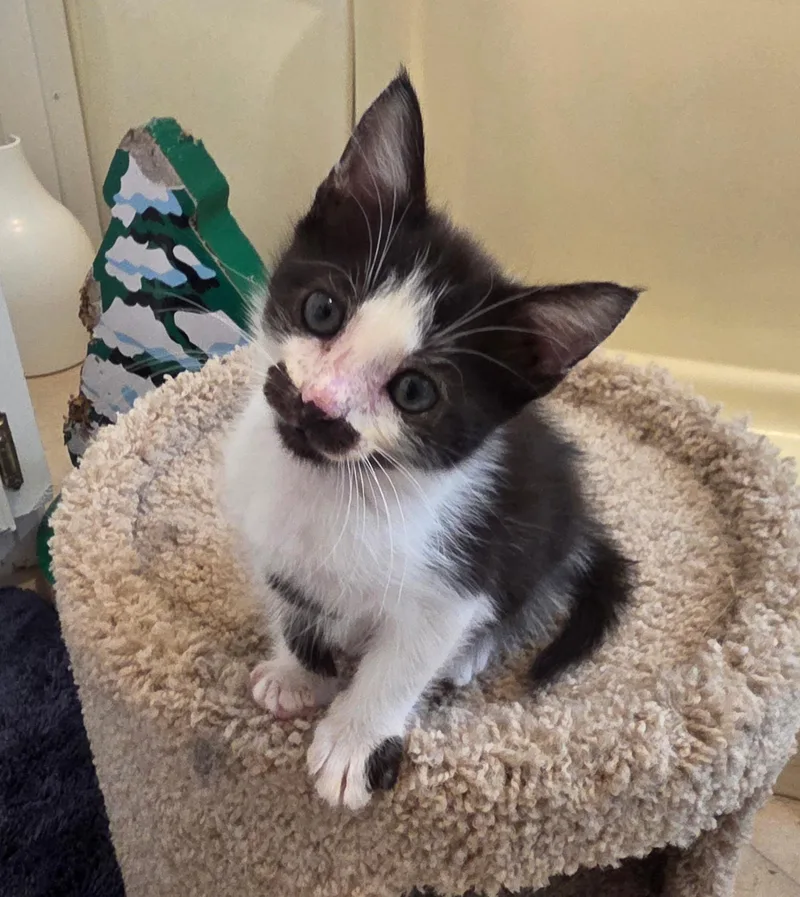 A baby medium-sized male Black & White / Tuxedo Domestic Short Hair cat named Pringles for adoption in Round Rock, TX
