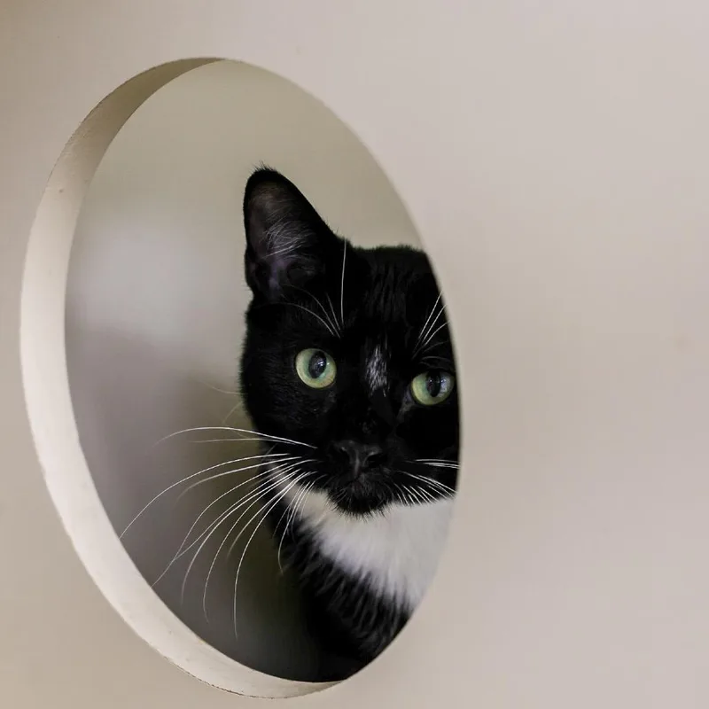 A young small-sized male Black Domestic Short Hair cat named Simon for adoption in Los Angeles, CA