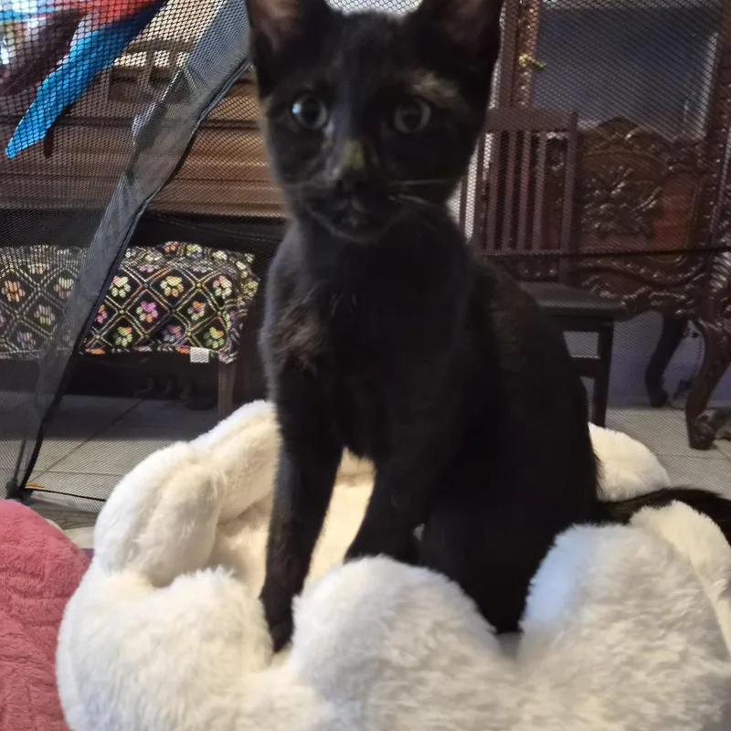 A baby medium-sized female Black Domestic Short Hair cat named Raven for adoption in Lauderhill, FL