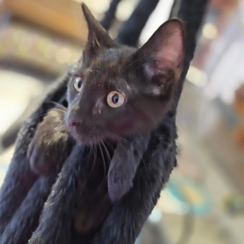 Raven thumbnail 2