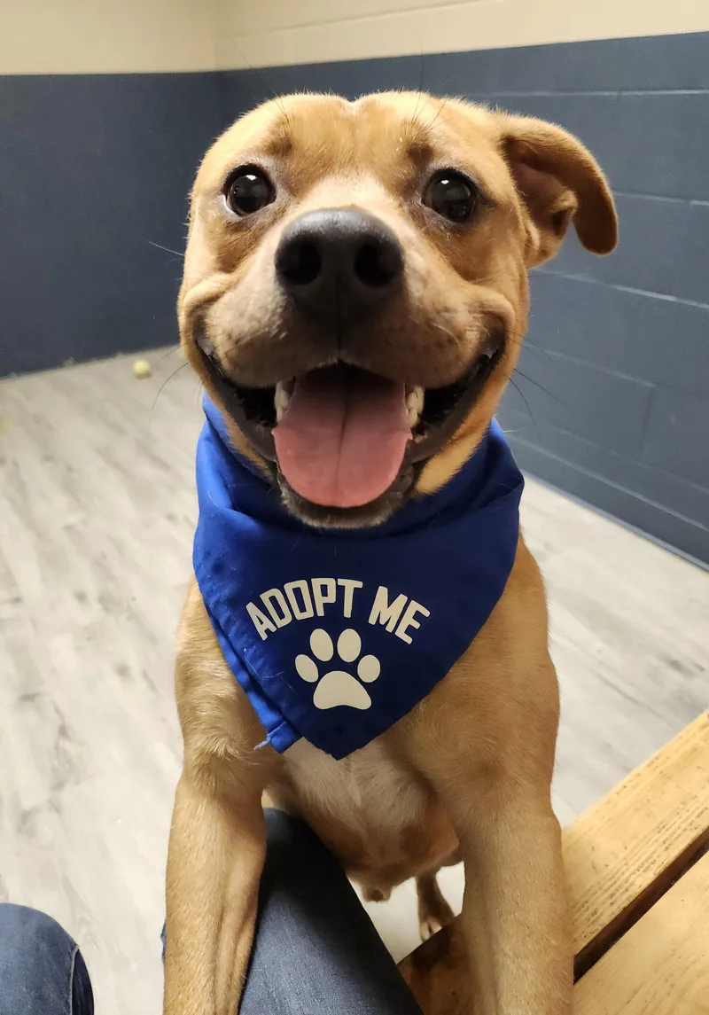 A young medium-sized male Yellow / Tan / Blond / Fawn Pit Bull Terrier dog named Dylan for adoption in Mansfield, OH