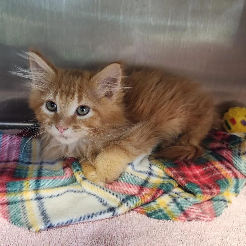 A baby small-sized male Orange / Red Domestic Long Hair cat named Hank for adoption in Fort Wayne, IN