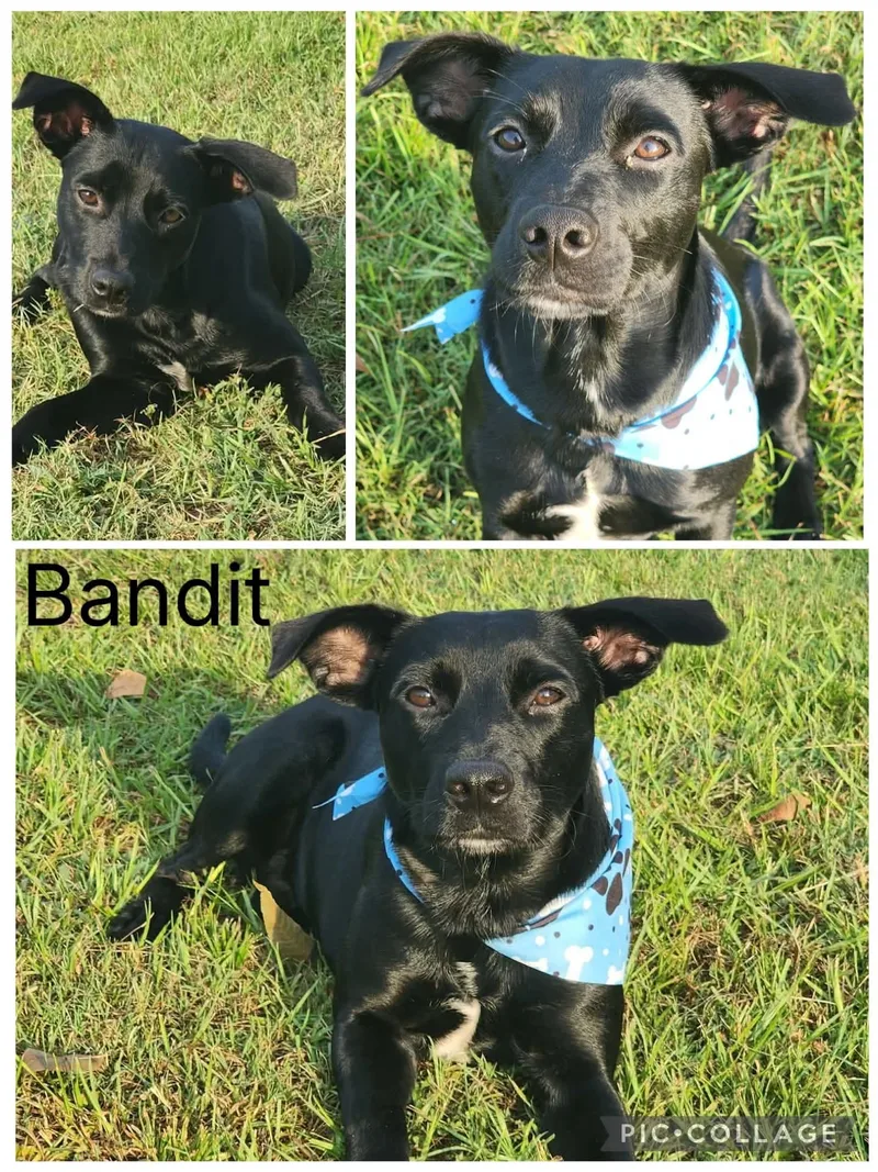 A young medium-sized male Black Labrador Retriever dog named Bandit for adoption in Enterprise, AL