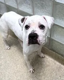 An adult large-sized male Boxer dog named Trapper for adoption in Washington, DC