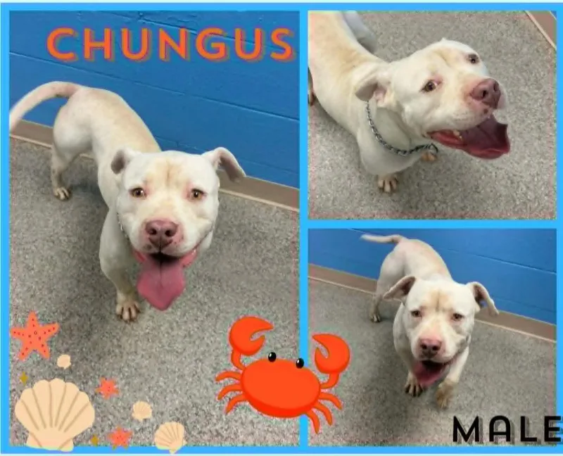 A young large-sized male Pit Bull Terrier dog named Chungus for adoption in Blountville, TN
