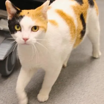 An adult small-sized female Black Domestic Short Hair cat named Gloria for adoption in Atlanta, GA