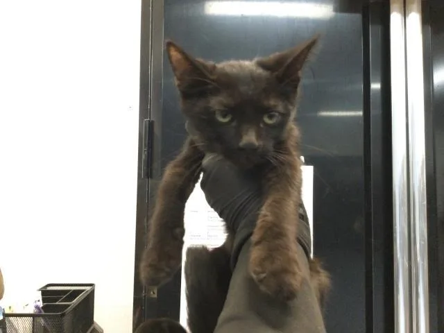 A baby small-sized male Domestic Short Hair cat named Josh for adoption in Thousand Palms, CA