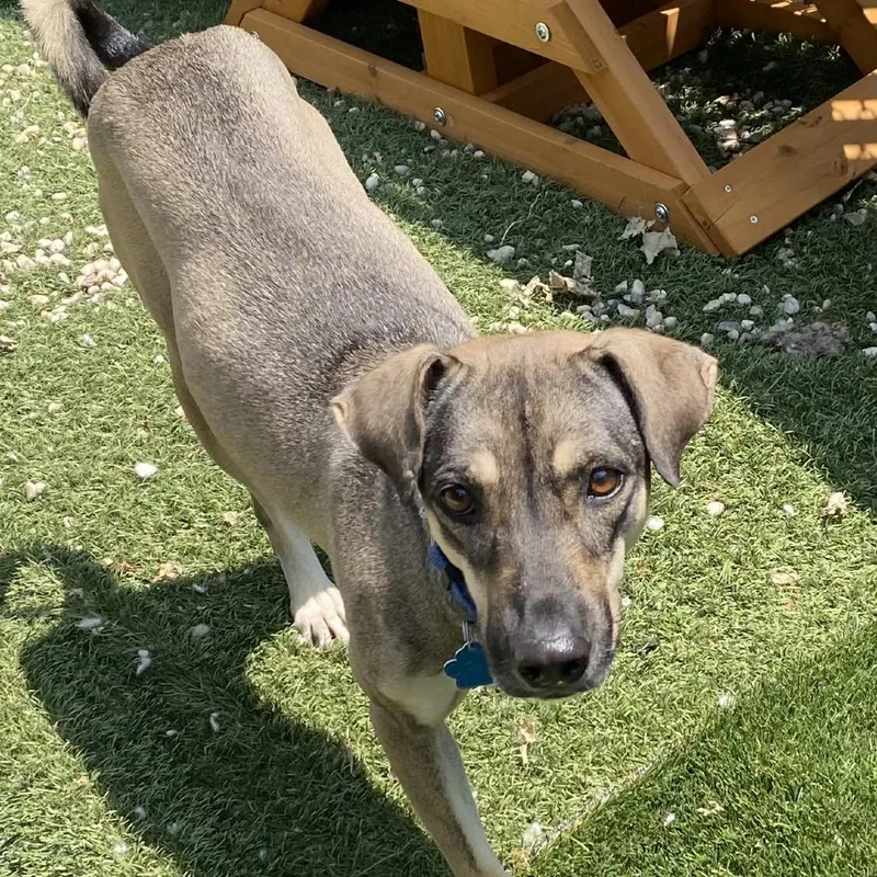 An adult medium-sized female Mixed Breed dog named Hilux for adoption in Medford, NY
