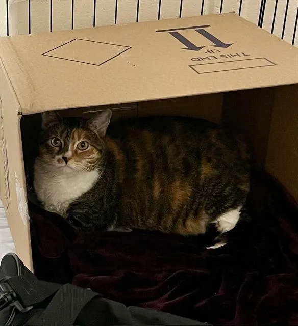 An adult medium-sized female Domestic Short Hair cat named Scarlette for adoption in Boston, MA