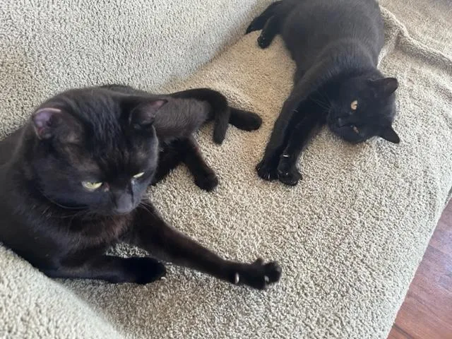 Lady & Elroy Bonded thumbnail 2