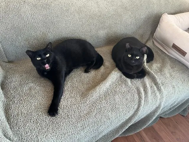 Lady & Elroy Bonded thumbnail 3