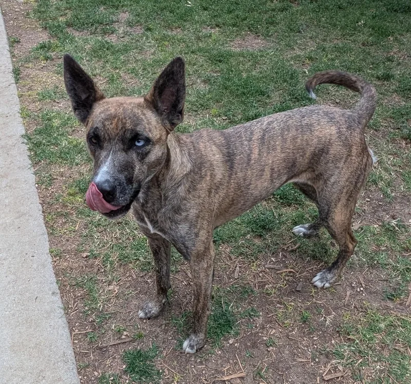 An adult medium-sized female Catahoula Leopard Dog dog named Coco A for adoption in Plano, TX